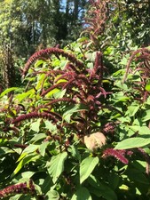 AMARANTH GUARIJIO -
