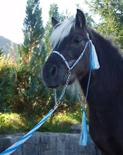 TOLLES  Halfter Shetty