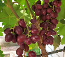 Weinreben tafeltrauben neue - weinreben,