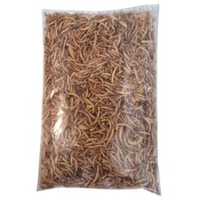 1000 ml. Mehlwürmer