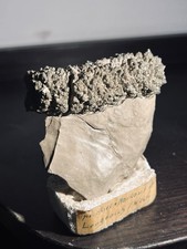 Sphalerit + Markasit xx auf Kalkstein / Lengenich (Westfalen) –