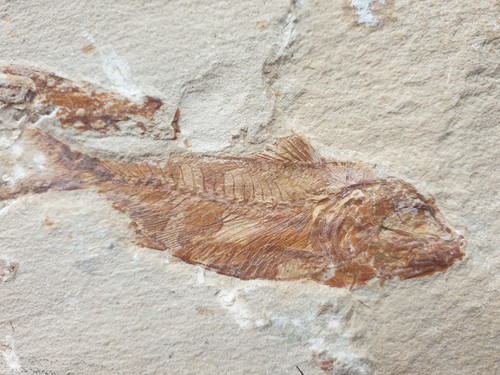 Top armigatus fisch - top,