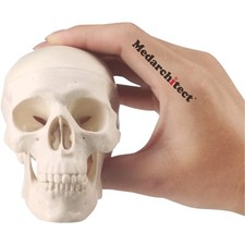 Mini Schädel Modell Kleine