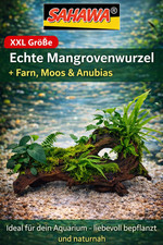 Echte Mangrovenwurzel XXL ca