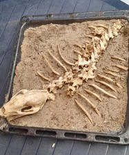 echtes Dachsskelett/ europ