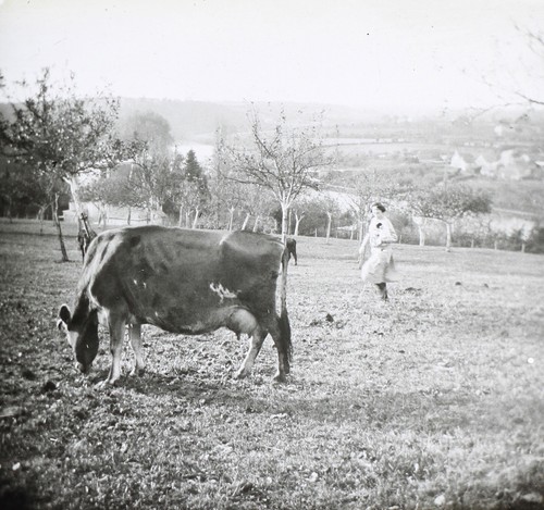 Prairie weide kuh - weide, foto