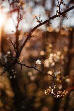 Objektiv Asahi Super-Multi-Coated Takumar 50mm 1.4 50 mm M42 analog digital ✧✧✧