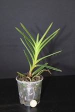 Renantanda ljunggren baby - renantanda, ljunggren's