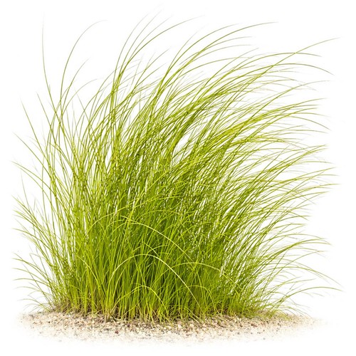 Eleocharis montevidensis - eleocharis, "montevidensis