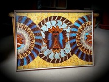 Collage Bild Dekobild antik aus echten Schmetterlingsflügeln "Morpho menelaus"