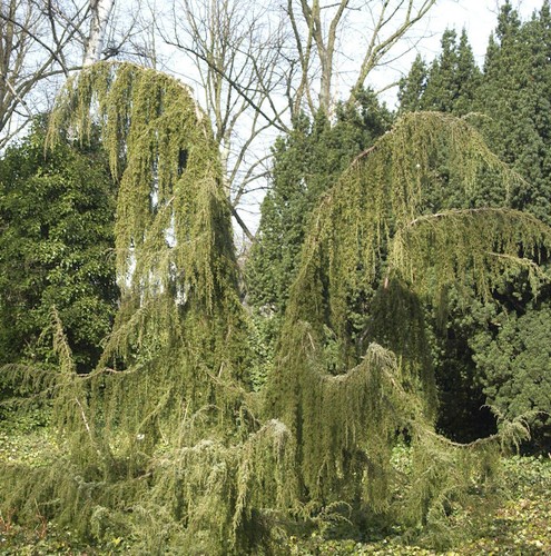 Wildwacholder horstmann - wildwacholder,