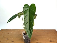 Philodendron spiritus - philodendron, x