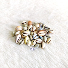 Vintage Altes Schöne Bunt Muschel Selten Dekorativ Requisiten 38 Pcs SL3