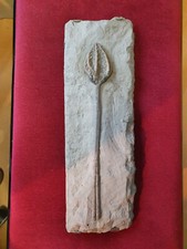 fossilien tierfossilien Seelilie (Echinodermen)