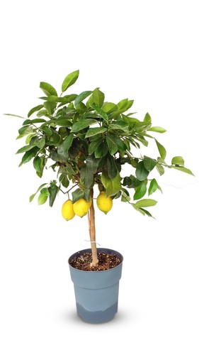 Zitronenbaum citrus - cm,