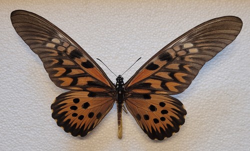 Papilio antimachus male - papilio,