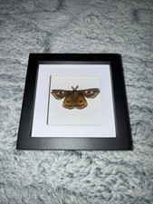 Nachtpfauenauge Echter