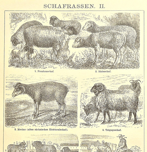 Alte lithographie schafrassen - alte,