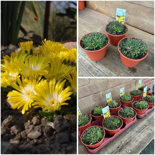 Mittagsblume delosperma - mittagsblume,,