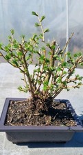 Lärche-Bonsai