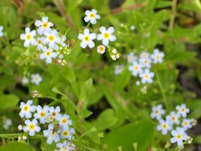 Sumpfvergissmeinnicht myosotis - sumpfvergissmeinnicht,