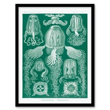 Ernst Haeckel gerahmter Wandbilddruck Cubomedusae Quallenarten Wohndeko