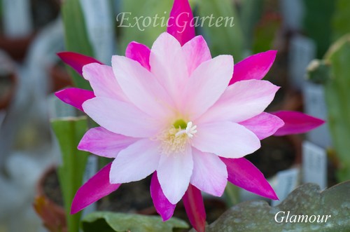 Epicactus glamour - „,