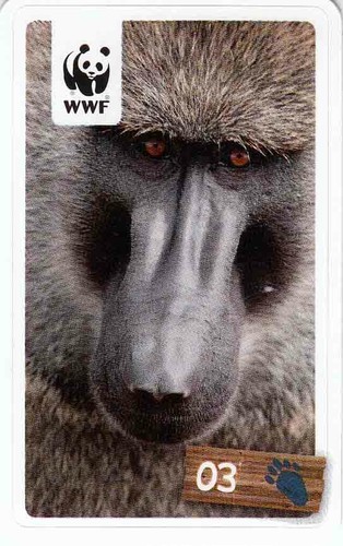 Rewe wwf tier - tier, abenteuer