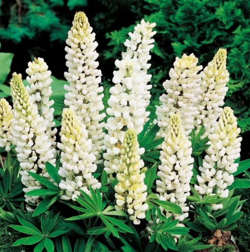 Lupine weiß samen - lupine, winterhart