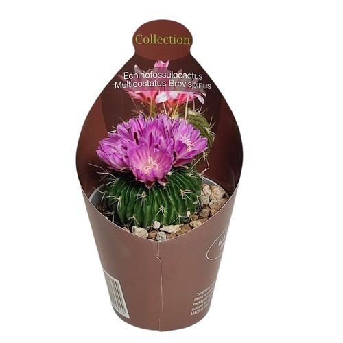 Echinofossulocactus mult