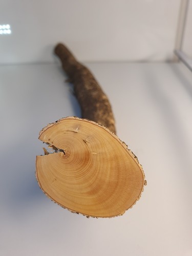 Stamm drechselholz buchsbaum - stamm,