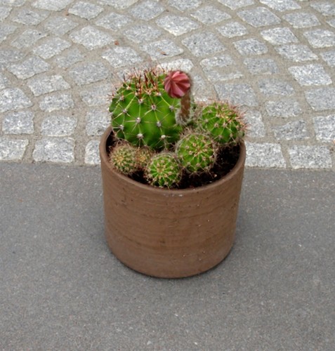 Kaktus echinopsis tubiflora