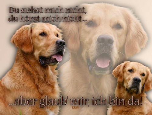 Golden retriever - golden,