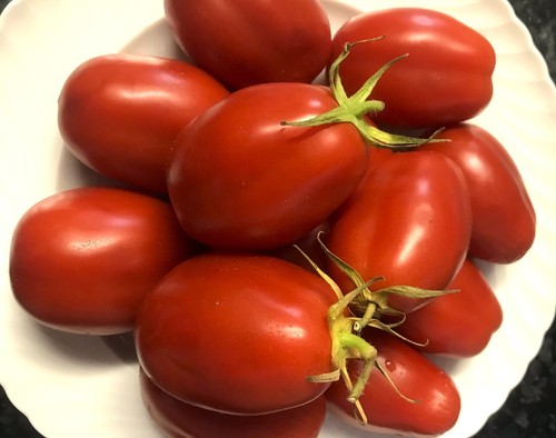 Tomatensamen italienische