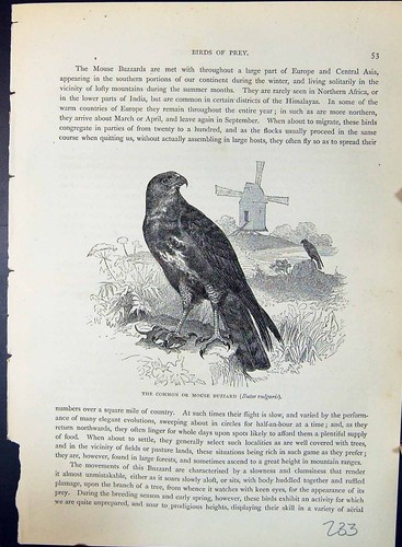 Alter mäusebussard buteo - alter,