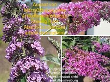 Sommerflieder, Sommer Flieder