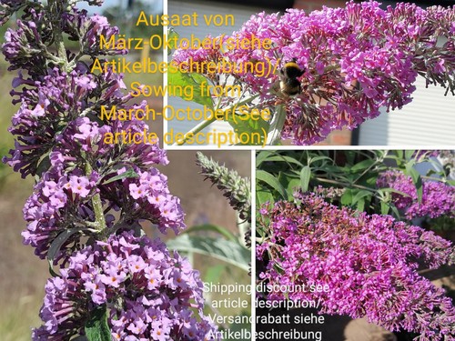 Sommerflieder sommer flieder - sommerflieder,,