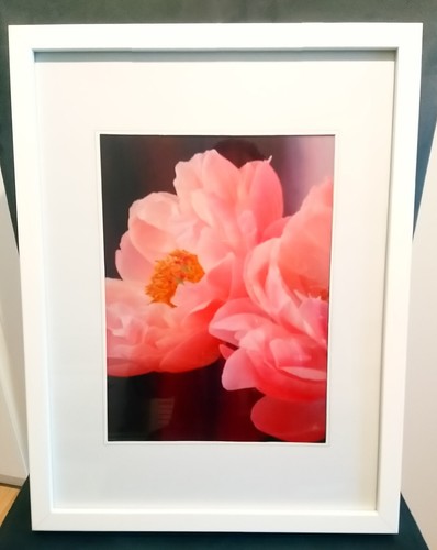 Foto pfingstrose rosa h29 - foto, rosa",