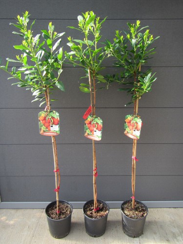 Arbutus unedo westl - arbutus,