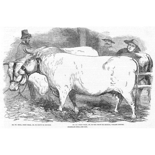 Viehpreis charolais stier und - viehpreis,