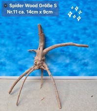 🪸 Moorkienwurzel-