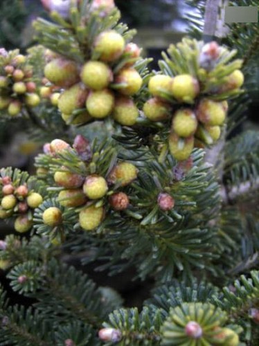 Abies koreana blauer - koreana,