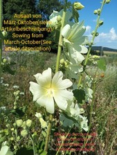 Russische stockrose alcea - russische, stockrose,