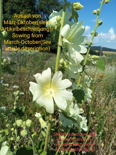 Russische stockrose alcea - russische,