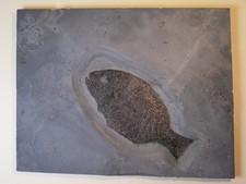 Schmelzschuppenfisch Dapedium, Holzmaden, Jura, Posidonienschiefer