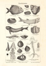 Dyasformation historischer Druck Holzstich ca. 1903 antike Bildtafel Geologie