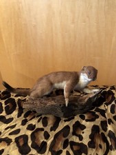 Illtis Marder Präpariert