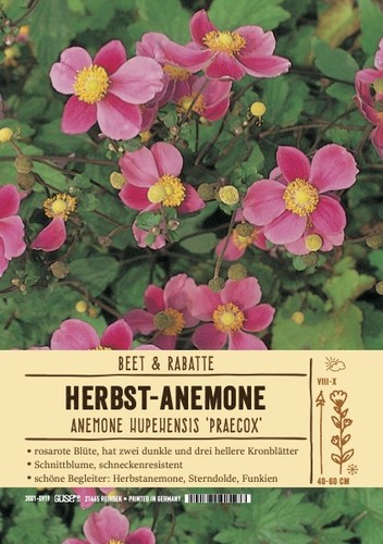 Anemone hupehensis praecox - hupehensis, 'praecox'
