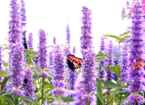 Schmetterling blumen hoch - schmetterling-blumen,