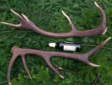 2 Abwurfstangen Hirschgeweih